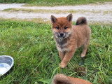 &Agrave; vendre, 1 chiot femelle Shiba Inu LOF