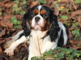 Un chien Cavalier King Charles LOF disponible à la saillie