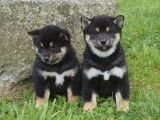 2 chiots femelles Shiba Inu LOF à réserver
