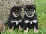 2 chiots femelles Shiba Inu LOF à réserver