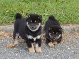 2 chiots femelles Shiba Inu LOF à réserver