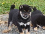 2 chiots femelles Shiba Inu LOF à réserver