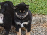 2 chiots femelles Shiba Inu LOF à réserver