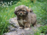 À vendre : 6 chiots Lhassa Apso LOF