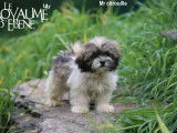 À vendre : 6 chiots Lhassa Apso LOF