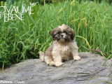À vendre : 6 chiots Lhassa Apso LOF