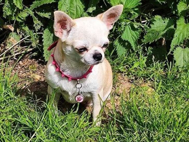 Un chien adulte Chihuahua femelle LOF disponible à la vente