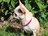Un chien adulte Chihuahua femelle LOF disponible à la vente