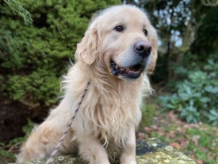 Un chien mâle Golden Retriever LOF de 4 ans à vendre