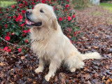 Un chien mâle Golden Retriever LOF de 4 ans à vendre