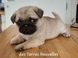 3 chiots Carlins disponibles à la réservation (LOF)