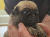 3 chiots Carlins disponibles à la réservation (LOF)
