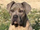 À acheter 2 chiots Cane Corso gris bringés LOF