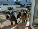 À acheter 2 chiots Cane Corso gris bringés LOF