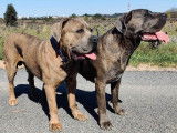 À acheter 2 chiots Cane Corso gris bringés LOF