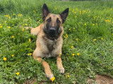 Chienne Berger Belge Malinois de 2 ans disponible à la vente (LOF)