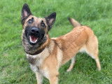 Chienne Berger Belge Malinois de 2 ans disponible à la vente (LOF)