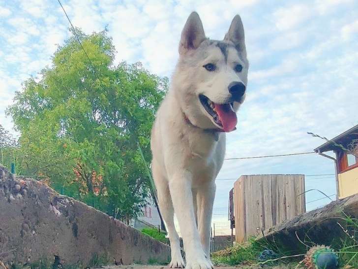 Un chien adulte Husky de Sibérie mâle LOF d’un an à vendre
