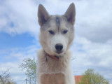 Un chien adulte Husky de Sibérie mâle LOF d’un an à vendre