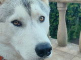 Un chien adulte Husky de Sibérie mâle LOF d’un an à vendre