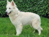 Chienne Berger Blanc Suisse de 3 ans LOF à vendre