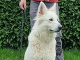 Chienne Berger Blanc Suisse de 3 ans LOF à vendre