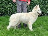 Chienne Berger Blanc Suisse de 3 ans LOF à vendre