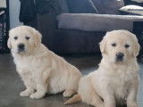 Dix chiots Golden Retrievers LOF à vendre