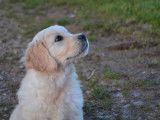 Dix chiots Golden Retrievers LOF à vendre