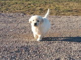 Dix chiots Golden Retrievers LOF à vendre