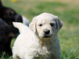 Dix chiots Golden Retrievers LOF à vendre