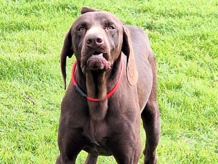 Un chien Braque Allemand d’un an LOF disponible à la vente
