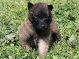 6 chiots Bergers Belges Tervueren (LOF)
