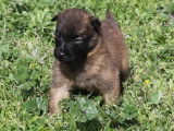 6 chiots Bergers Belges Tervueren (LOF)