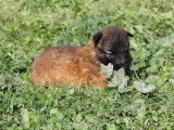 6 chiots Bergers Belges Tervueren (LOF)