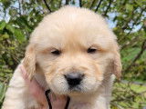 2 chiots m&acirc;les Golden Retrievers LOF &agrave; r&eacute;server