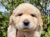 2 chiots m&acirc;les Golden Retrievers LOF &agrave; r&eacute;server