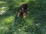 3 chiots Bergers Allemands LOF à vendre