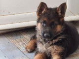 3 chiots Bergers Allemands LOF à vendre