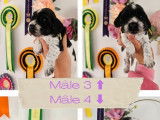 6 chiots Cockers Anglais LOF disponible &agrave; la r&eacute;servation