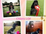 6 chiots Cockers Anglais LOF disponible &agrave; la r&eacute;servation