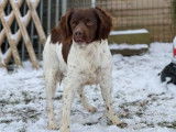 Chienne Épagneul Breton bicolore LOF de 2 ans disponible à la vente