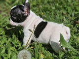 3 chiots Bouledogues Français LOF disponibles à la vente