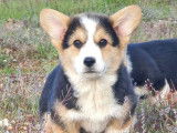 Des chiots Welsh Corgi Pembroke LOF disponibles &agrave; la vente