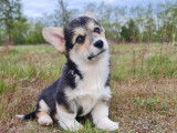 Des chiots Welsh Corgi Pembroke LOF disponibles &agrave; la vente
