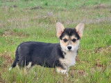 Des chiots Welsh Corgi Pembroke LOF disponibles &agrave; la vente