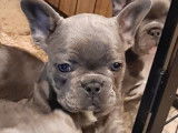 Chiots Bouledogue Fran&ccedil;ais bleus &agrave; vendre