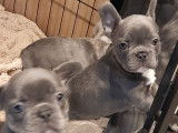 Chiots Bouledogue Fran&ccedil;ais bleus &agrave; vendre