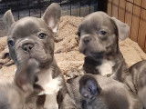 Chiots Bouledogue Fran&ccedil;ais bleus &agrave; vendre