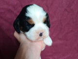 3 chiots Cavaliers King Charles mâles LOF disponibles à la réservation
